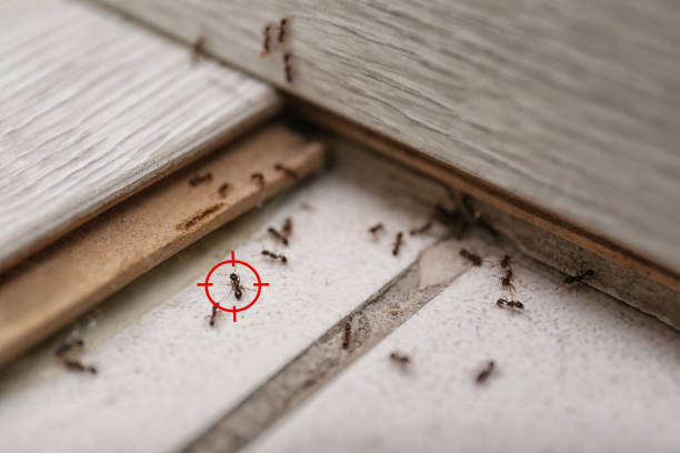 Best Termite Control Services  in Thompsons Station, TN