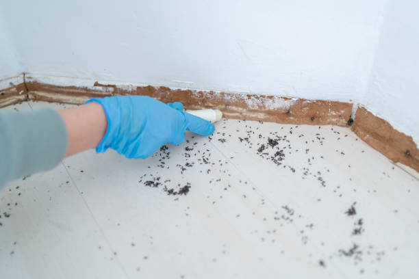 Best Rat Extermination Near Me  in Thompsons Station, TN